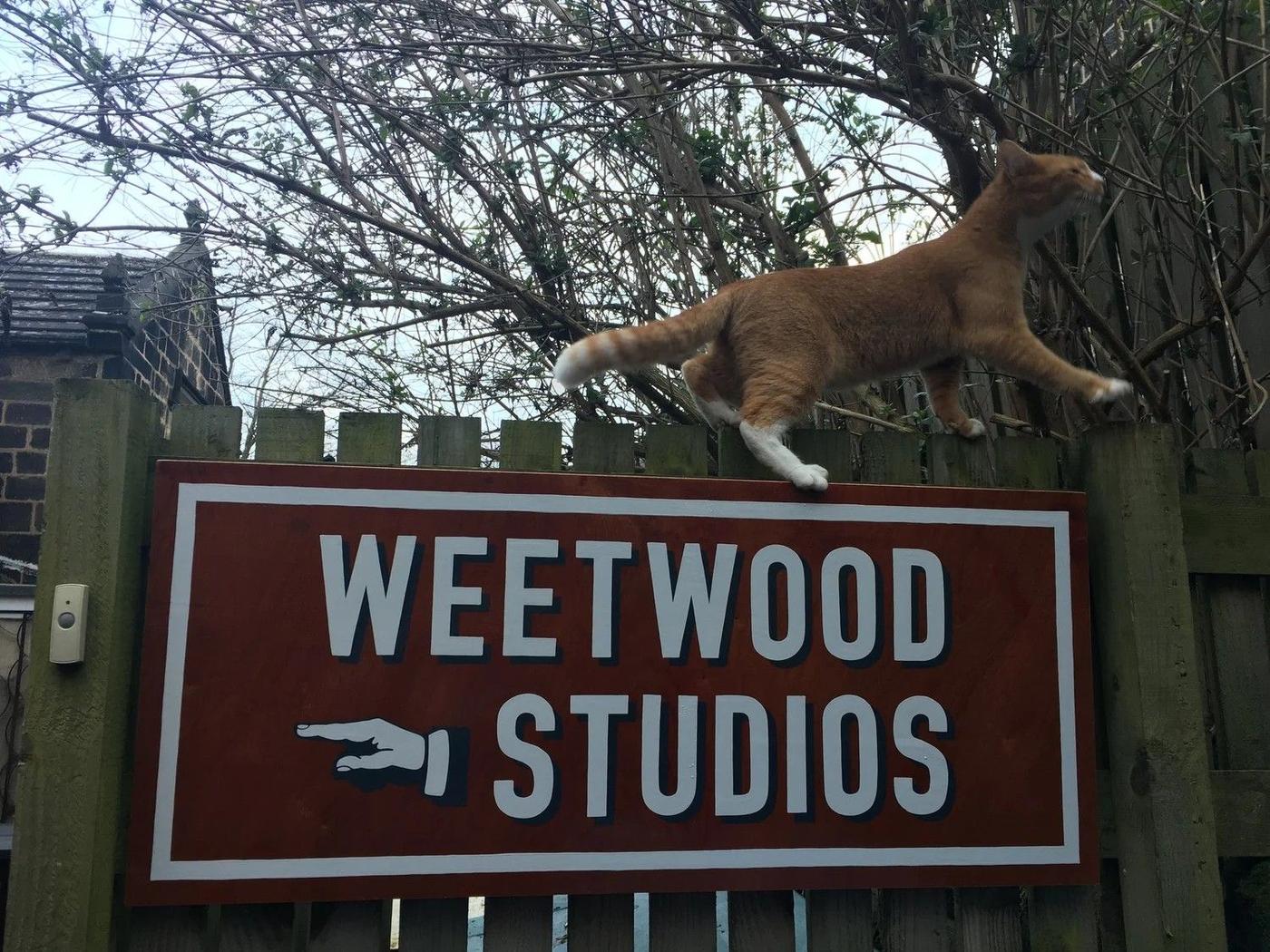 The Weetwood Studios sign at the entrance, with a cat on the fence